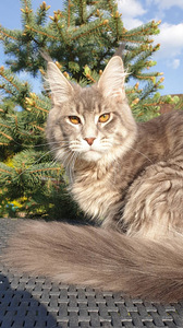 Ühetõuline Maine Coon kassikasvatus (3 foto / 9)
