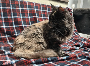 Noor emane Maine Coon kass (6 foto / 6)