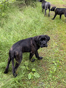 Cane Corso emased kutsikad (5 foto / 7)