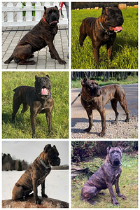 Cane Corso emased kutsikad (6 foto / 7)
