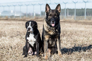 Американский питбультерьер, кобель / Pitbulli, isane (2 фото из 7)