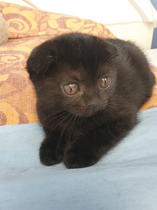Mustad emased Scottish Foldi kassipojad (1 foto / 7)