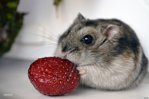 Hamster (2 foto / 5)