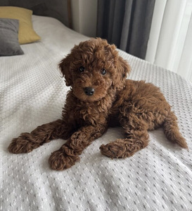 Maltipoo (1 foto / 5)