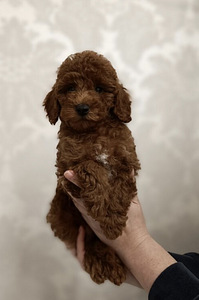Maltipoo (2 foto / 5)