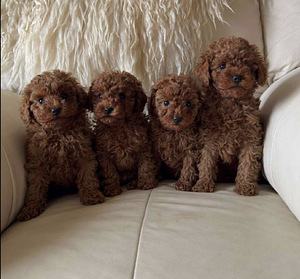 Мальтипу maltipoo (3 фото из 3)