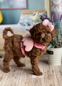 Мальтипу Maltipoo (2 фото из 4)