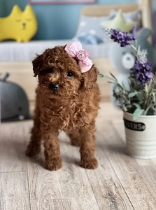 Мальтипу Maltipoo (4 фото из 4)
