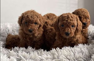 Той пудель toy poodle