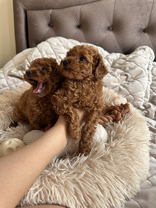 Toy puudel, toy poodle (5 foto / 8)