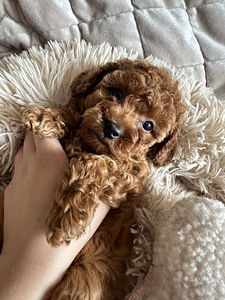 Toy puudel, toy poodle (6 foto / 8)