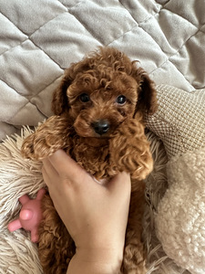Toy puudel, toy poodle (1 foto / 8)