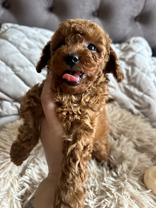 Toy puudel, toy poodle (7 foto / 8)