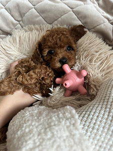 Toy puudel, toy poodle (4 foto / 8)