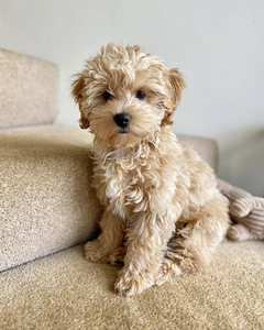 Мальтипу maltipoo (4 фото из 5)