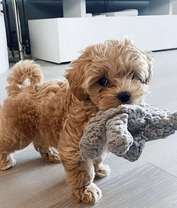 Maltipoo (4 foto / 5)