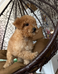 Мальтипу maltipoo (4 фото из 5)