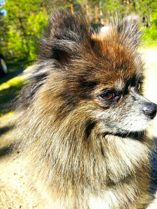 Spits ootab pruuti (3 foto / 5)