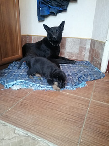 Saksa lambakoera kutsikas (2 foto / 7)