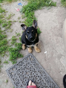 Saksa lambakoera kutsikas (6 foto / 7)