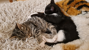 Котенок, котята (4 фото из 10)