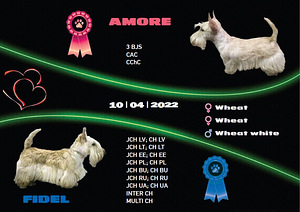 Scottish terrier. Скотчтерьер (5 фото из 5)