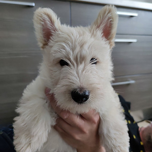 Scottish terrier. Скотчтерьер (1 фото из 5)