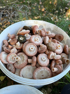Marineeritud, soolatud, kuivatatud seened (6 foto / 9)