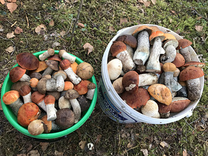 Marineeritud, soolatud, kuivatatud seened (7 foto / 9)