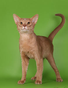 Абиссинский кот (3 фото из 5)