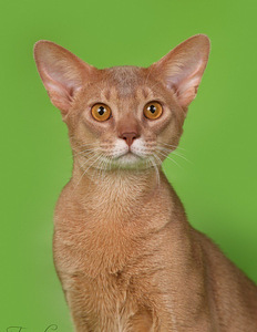 Абиссинский кот (1 фото из 5)