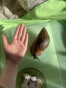 Achatina Achatina Tiger (koos konteineriga)