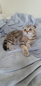 Scottish Fold/ Straight kassipojad 2,5 kuud (6 foto / 10)