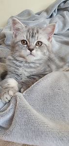 Scottish Fold/ Straight kassipojad 2,5 kuud (10 foto / 10)