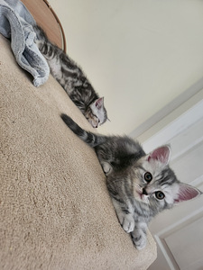 Skottish straight мальчик и девочки (1 фото из 4)