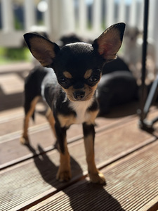Chihuahua kutsikad (3 foto / 8)