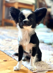 Chihuahua kutsikad (7 foto / 8)