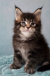 Maine-Coon Emane (2 foto / 9)