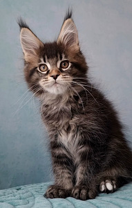 Maine Coon (4 foto / 6)