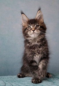 Maine Coon (5 foto / 6)