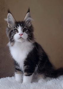 Maine-Coon (1 foto / 8)