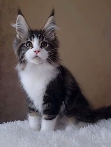 Maine-Coon (2 foto / 8)
