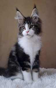 Maine-Coon (4 foto / 8)
