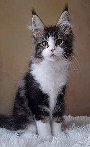 Maine-Coon (5 foto / 8)