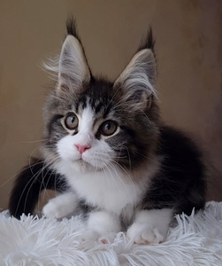 Maine-Coon (8 foto / 8)