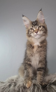 Maine-Coon Emane