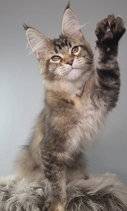 Maine-Coon Emane (2 foto / 7)