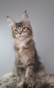 Maine-Coon Emane (5 foto / 7)