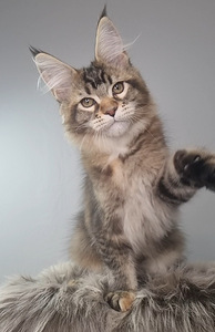 Maine-Coon Emane (7 foto / 7)