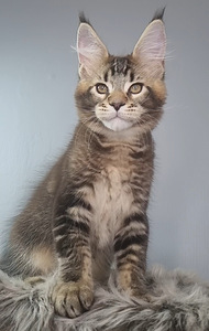 Maine Cooni poiss (8 foto / 10)